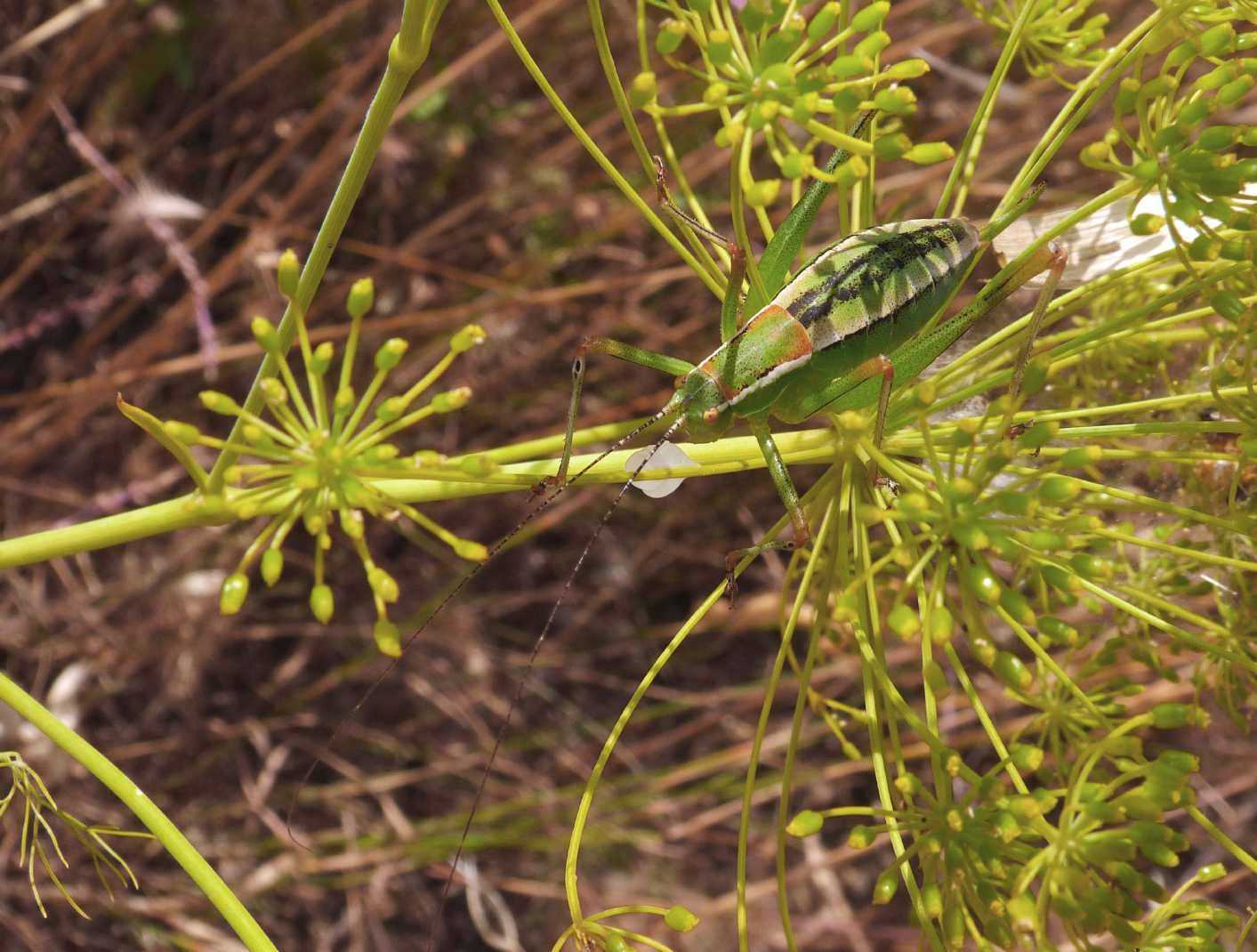 Phaneropteridae: Poecilimon jonicus superbus